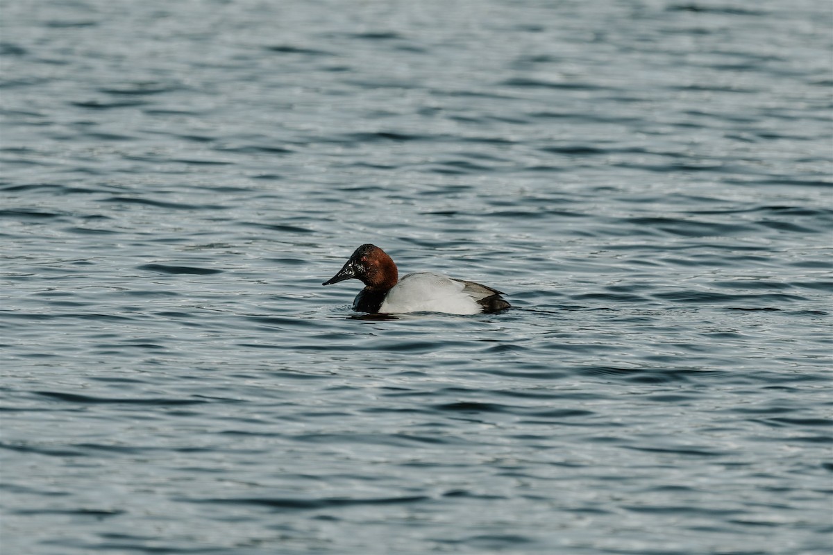 Canvasback - ML652180665