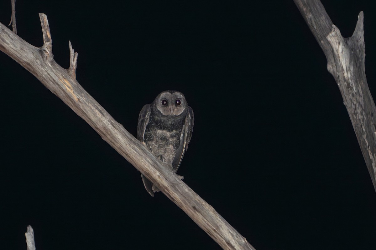 Lechuza Tenebrosa (arfaki) - ML652180838