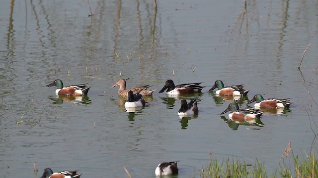 lžičák pestrý - ML652180841