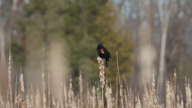 Еполетник червоноплечий - ML652180848