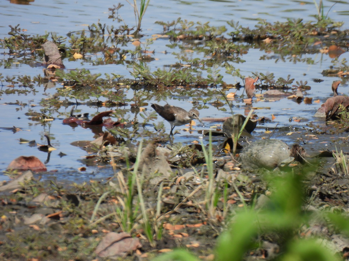 Solitary Sandpiper - ML652180849