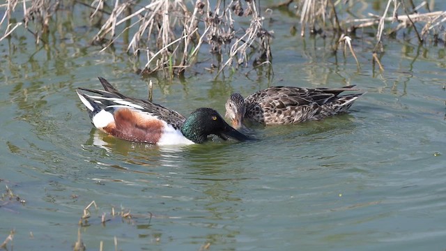 lžičák pestrý - ML652180869