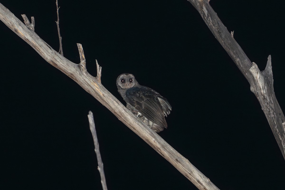 Lechuza Tenebrosa (arfaki) - ML652180870