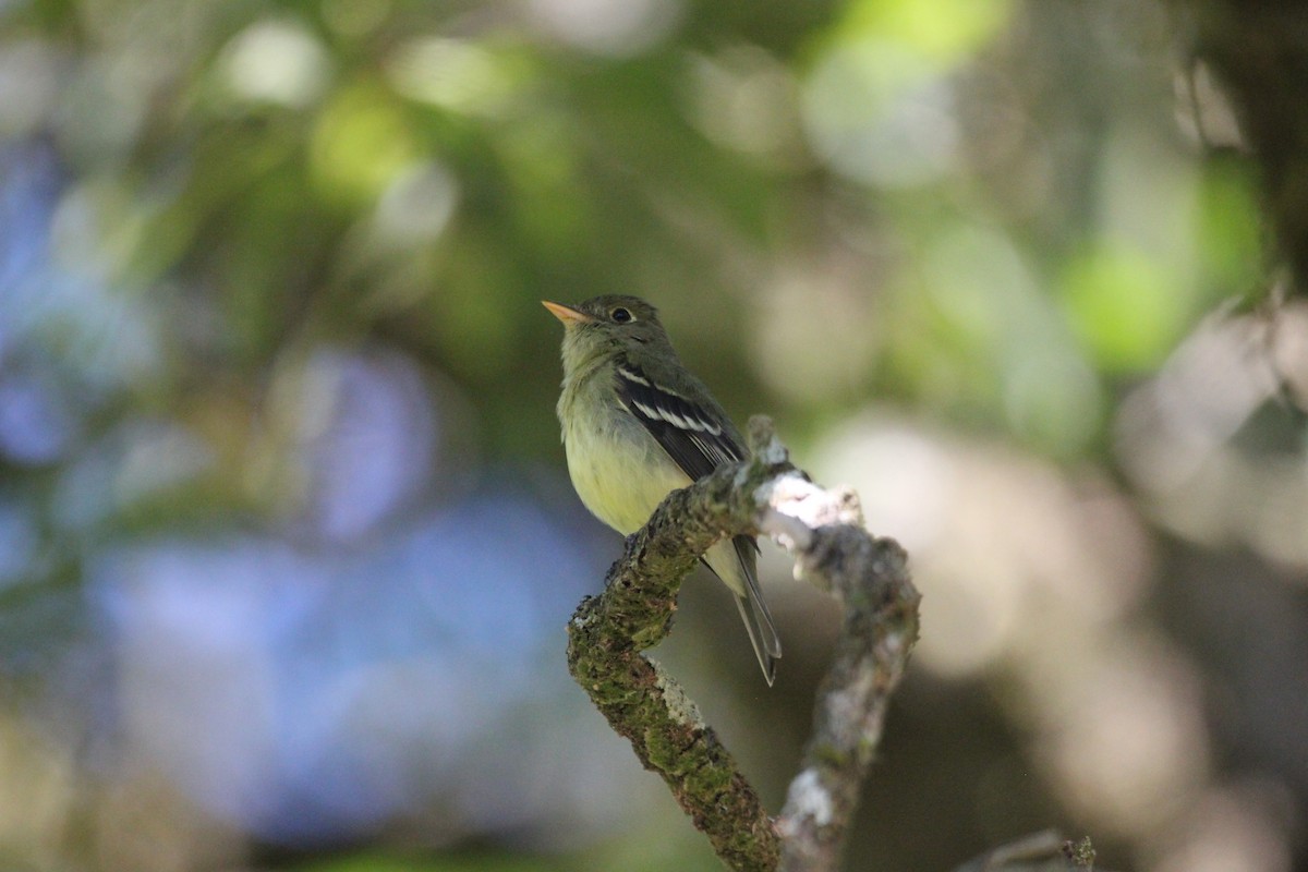 Желтобрюхий мухолов - ML652181065