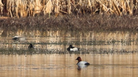 Canvasback - ML652181367