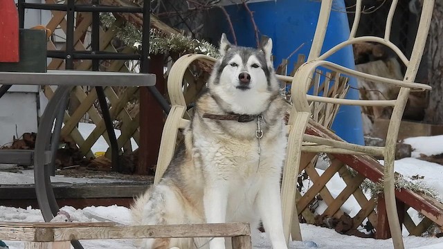 Domestic Dog - ML652181401