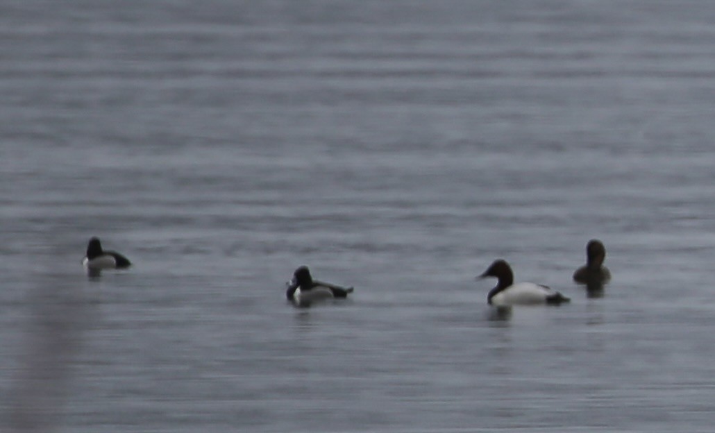 Canvasback - ML652181457