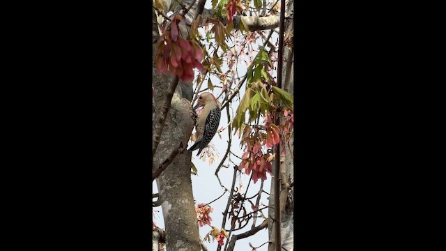 Red-bellied Woodpecker - ML652181574