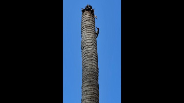 Red-bellied Woodpecker - ML652181575