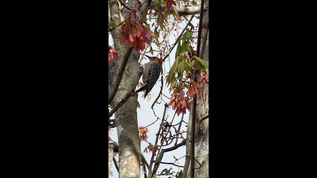 Red-bellied Woodpecker - ML652181576