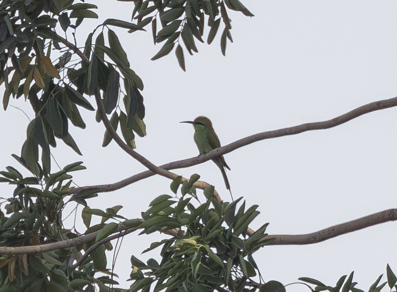 שרקרק צהוב גרון - ML652181715
