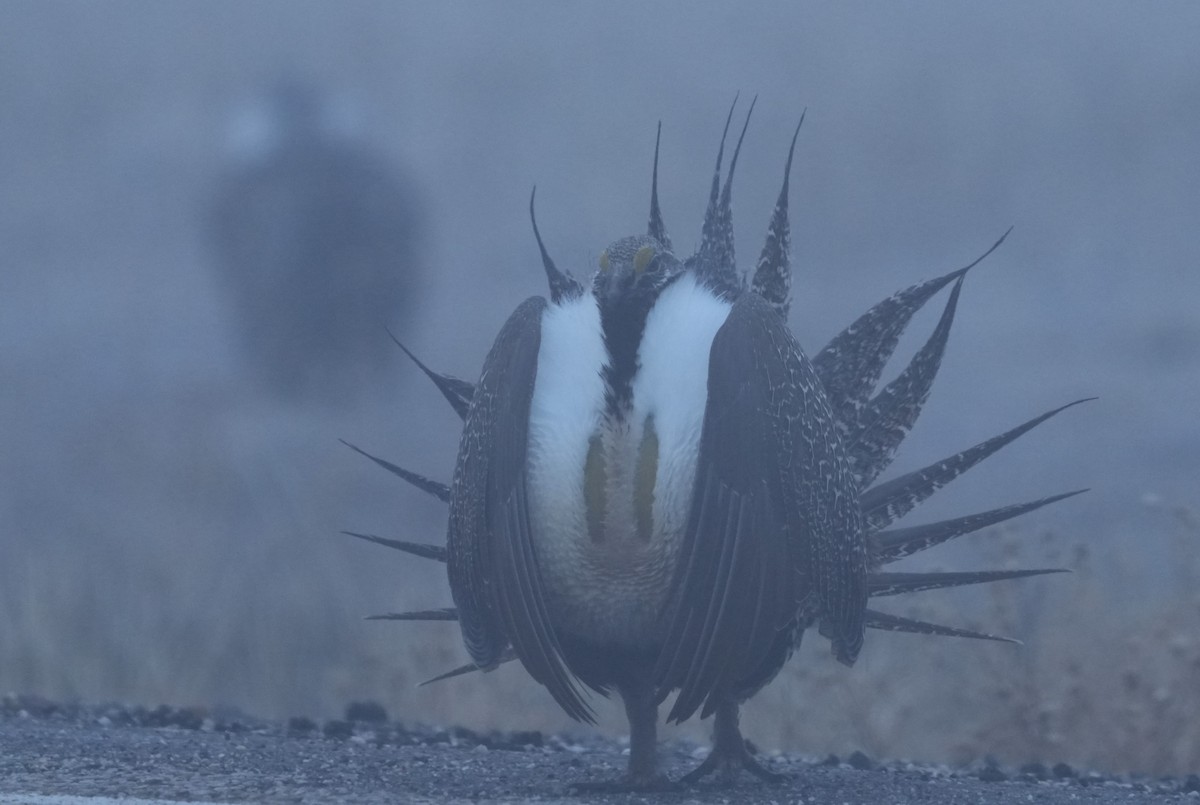 Greater Sage-Grouse - ML652181870