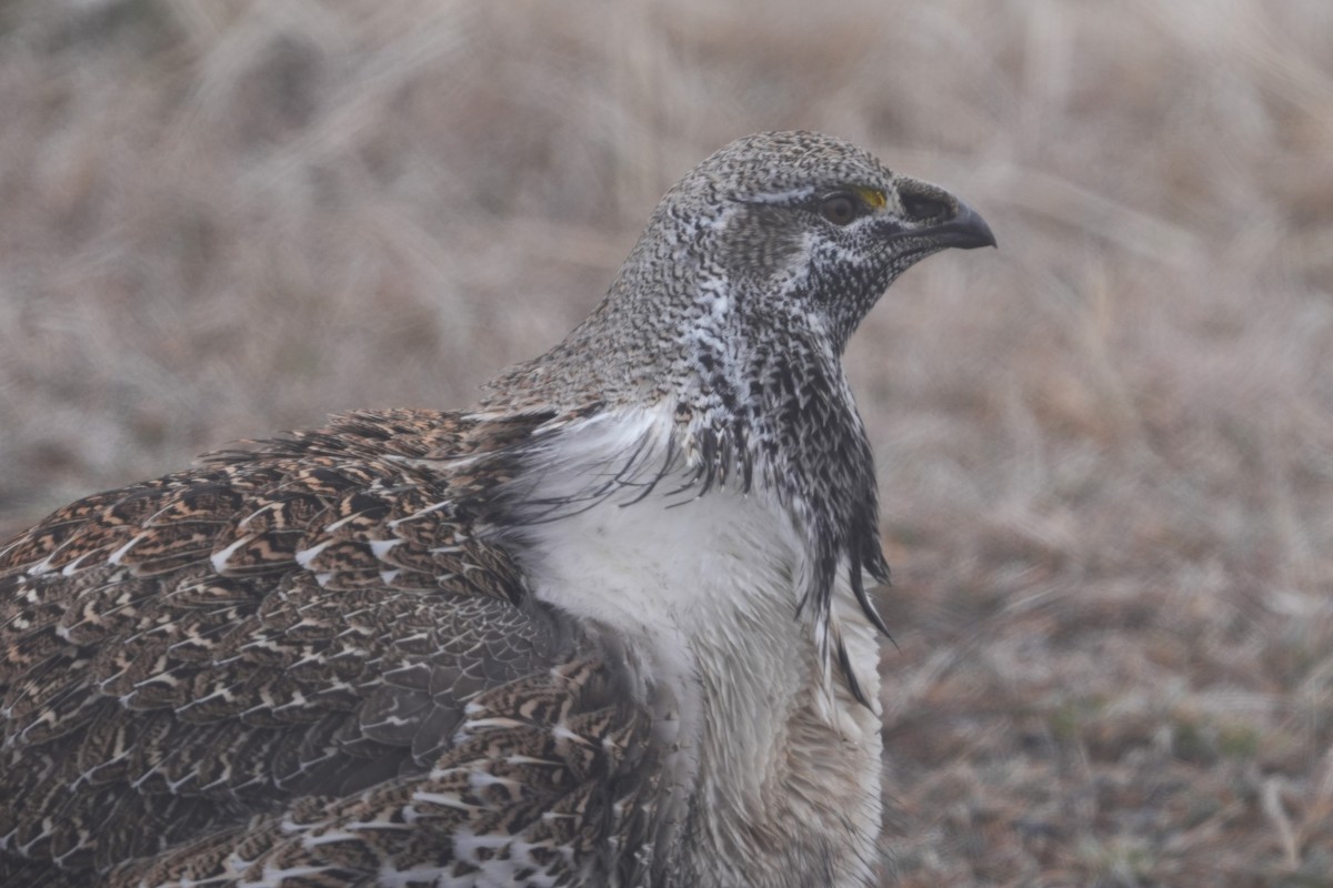 Greater Sage-Grouse - ML652181871