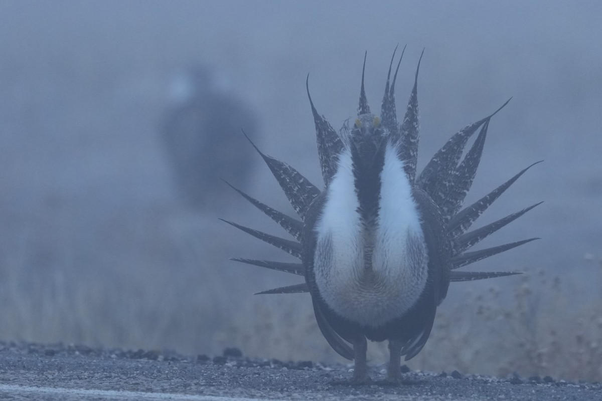Greater Sage-Grouse - ML652181872