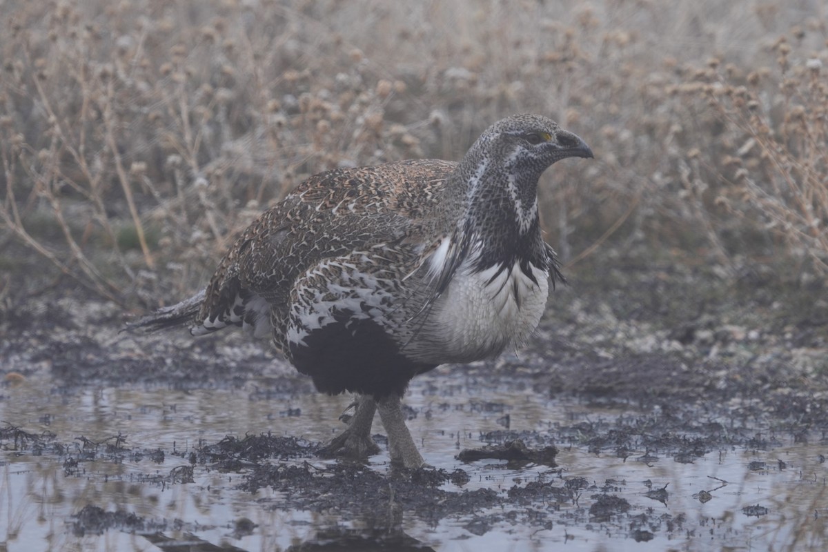 Greater Sage-Grouse - ML652181873