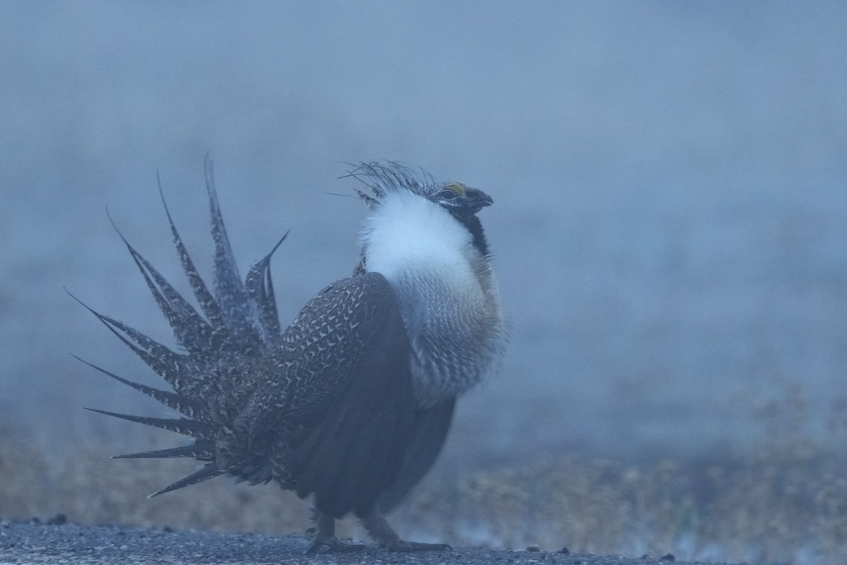 Greater Sage-Grouse - ML652181875
