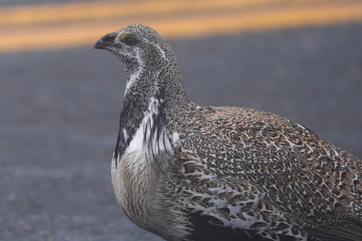 Greater Sage-Grouse - ML652181877