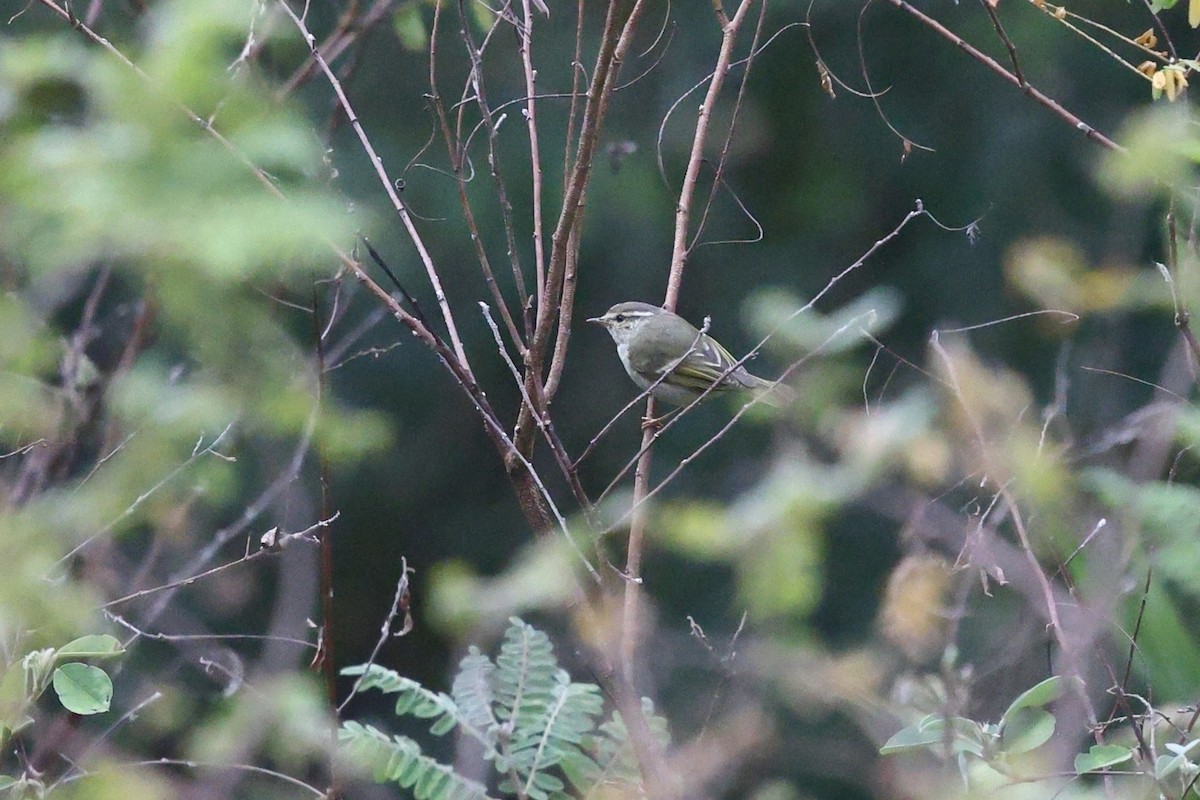 Yellow-browed Warbler - ML652182112