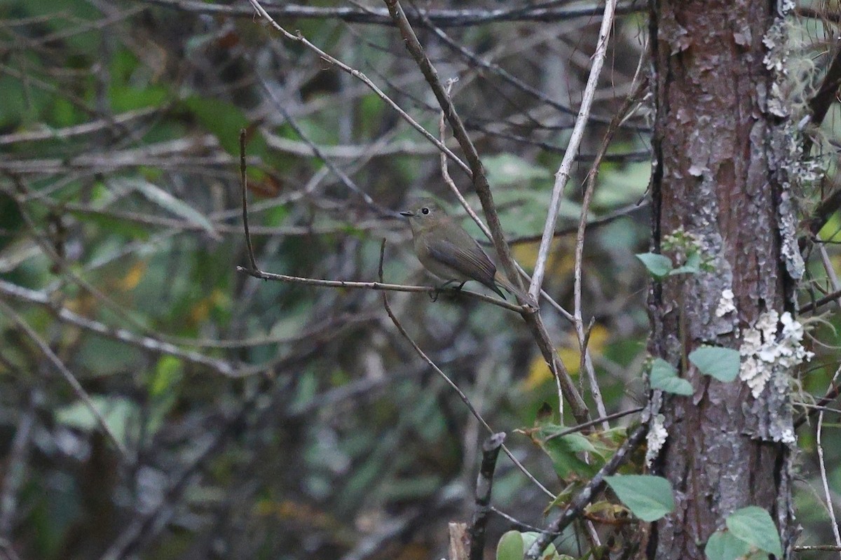 Slaty-blue Flycatcher - ML652182114