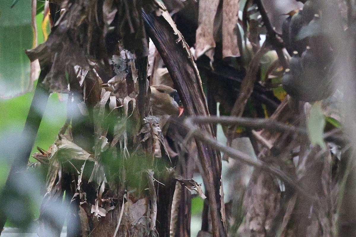 Brown-crowned Scimitar-Babbler (albogularis Group) - ML652182122