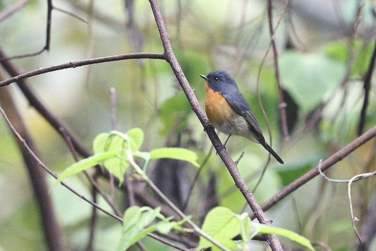 Slaty-backed Flycatcher - ML652182128