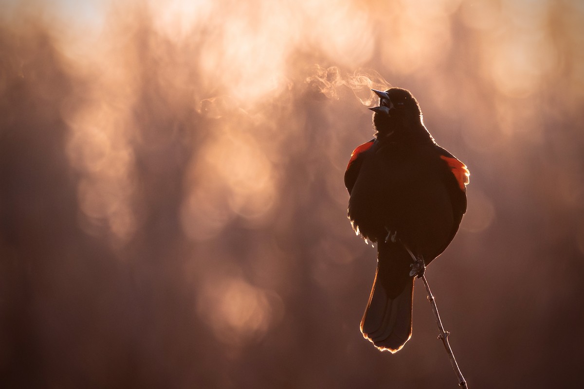 שחרורית אדומת-כנף - ML652182219
