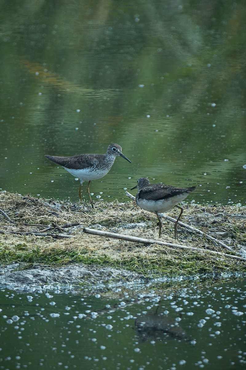 Solitary Sandpiper - ML652182244