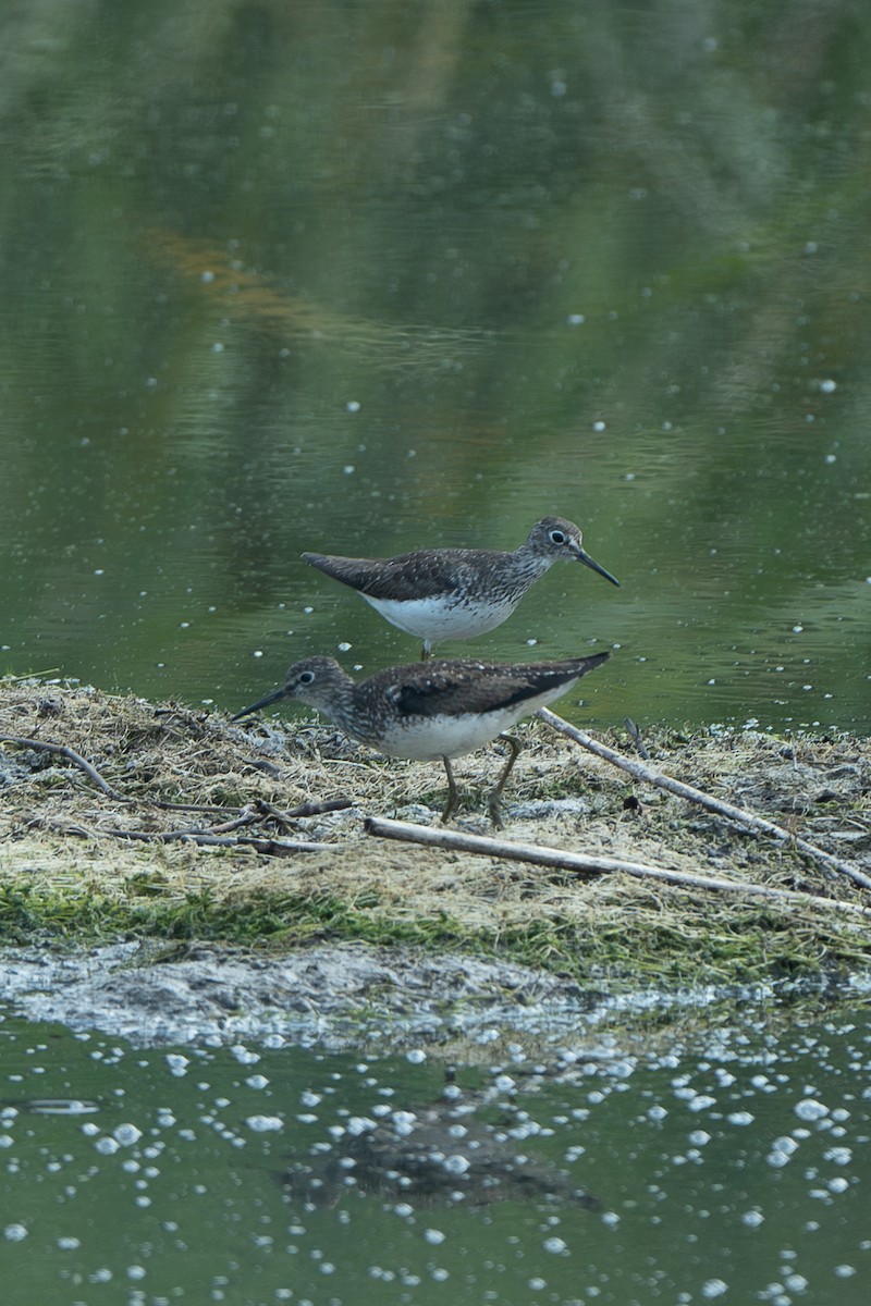 Solitary Sandpiper - ML652182245