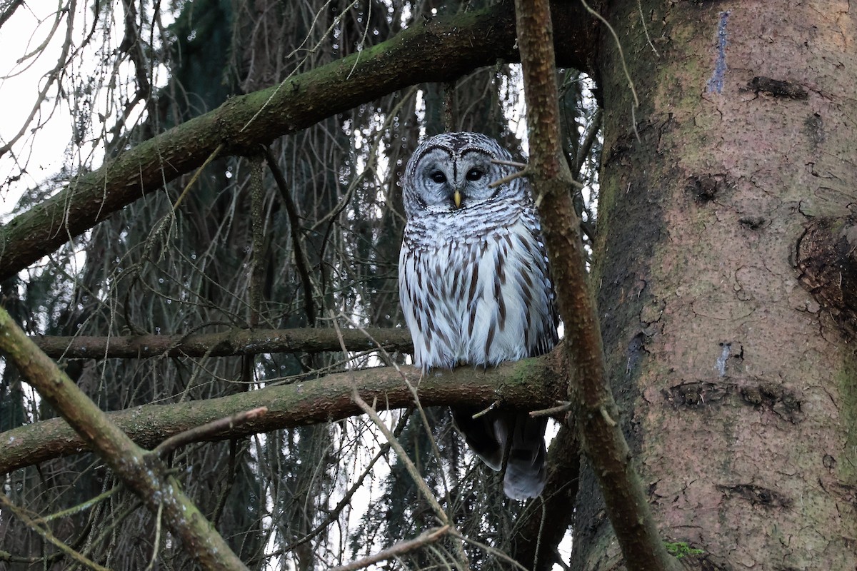 Barred Owl - ML652182315