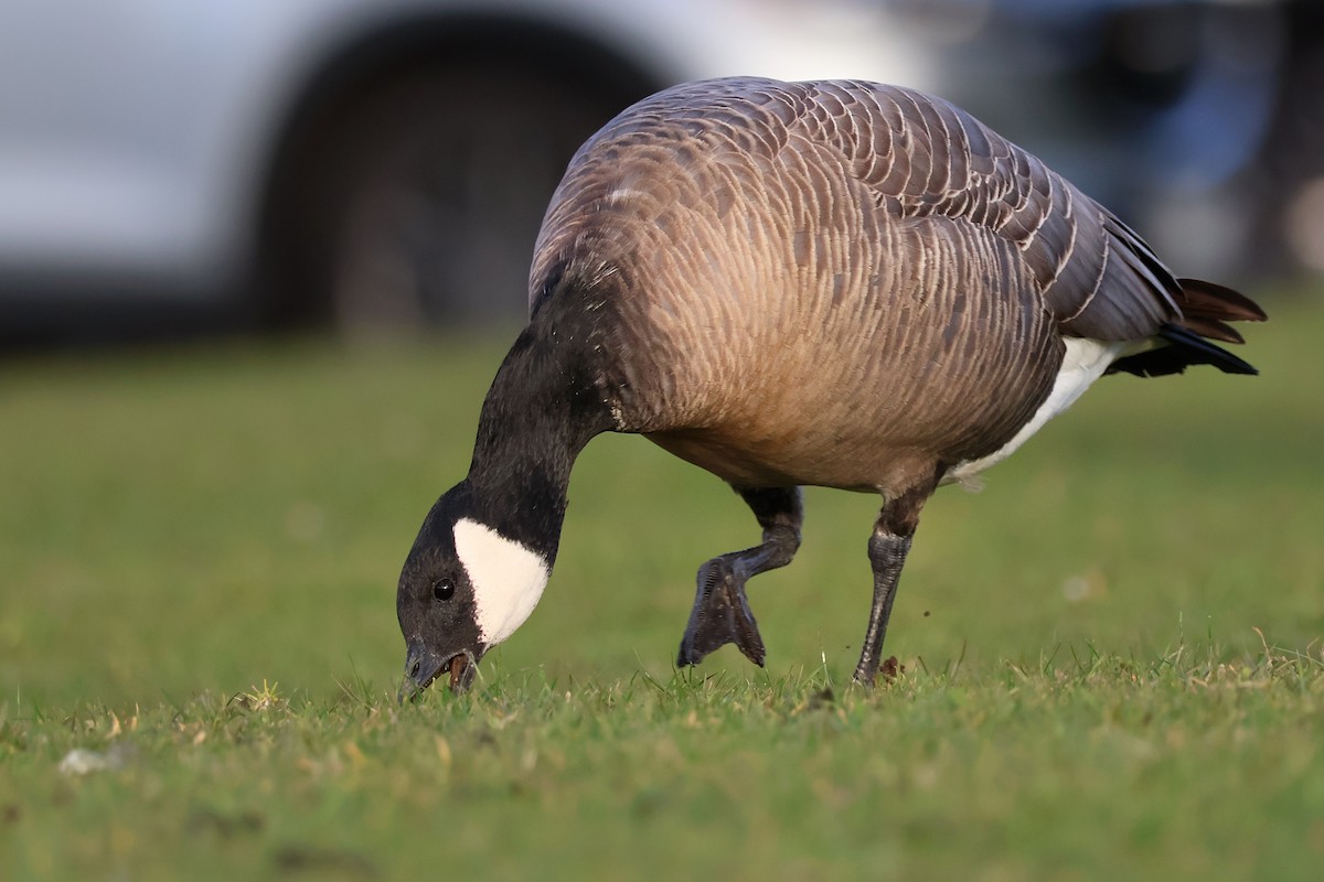 Харлаг галуу - ML652182322