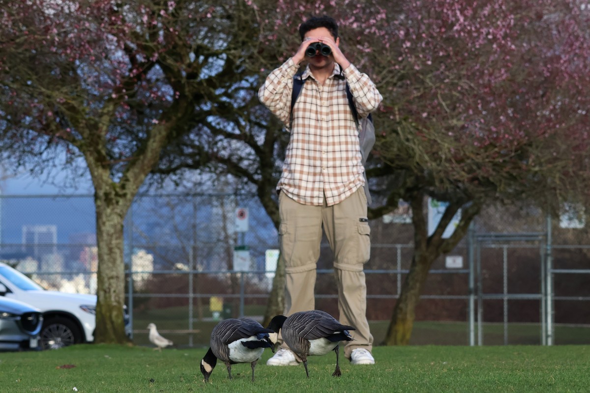 Харлаг галуу - ML652182323