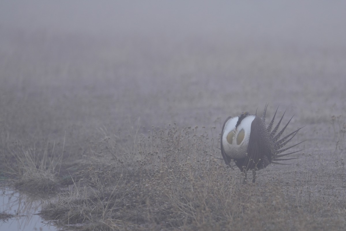 Greater Sage-Grouse - ML652182467