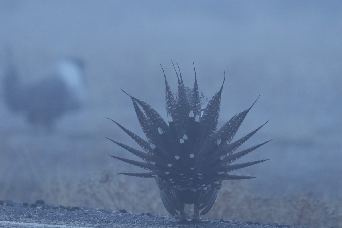 Greater Sage-Grouse - ML652182468