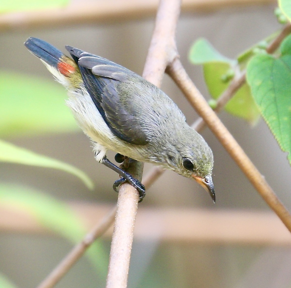 Scarlet-backed Flowerpecker - ML652182469