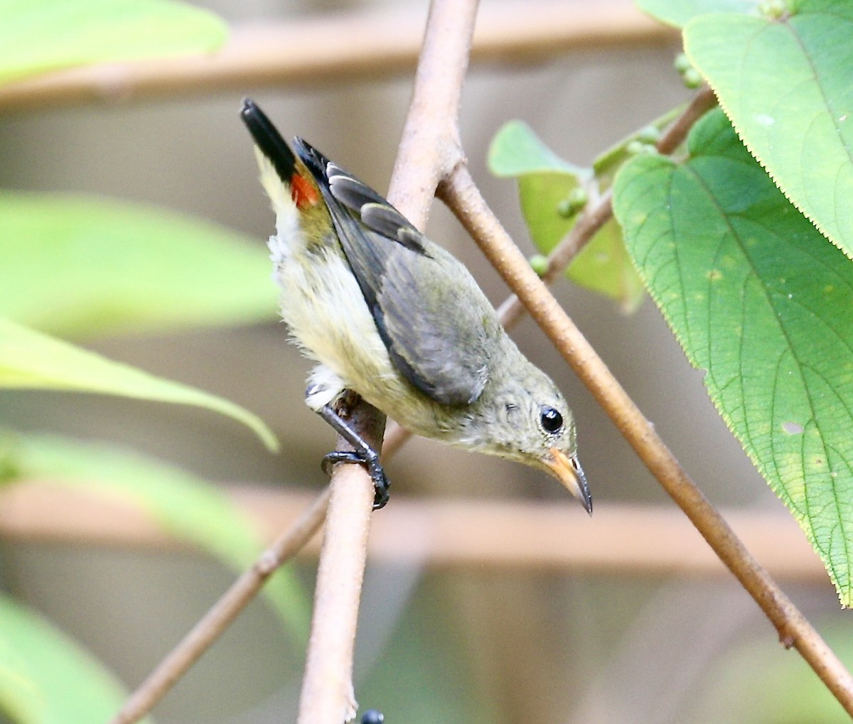 Scarlet-backed Flowerpecker - ML652182470