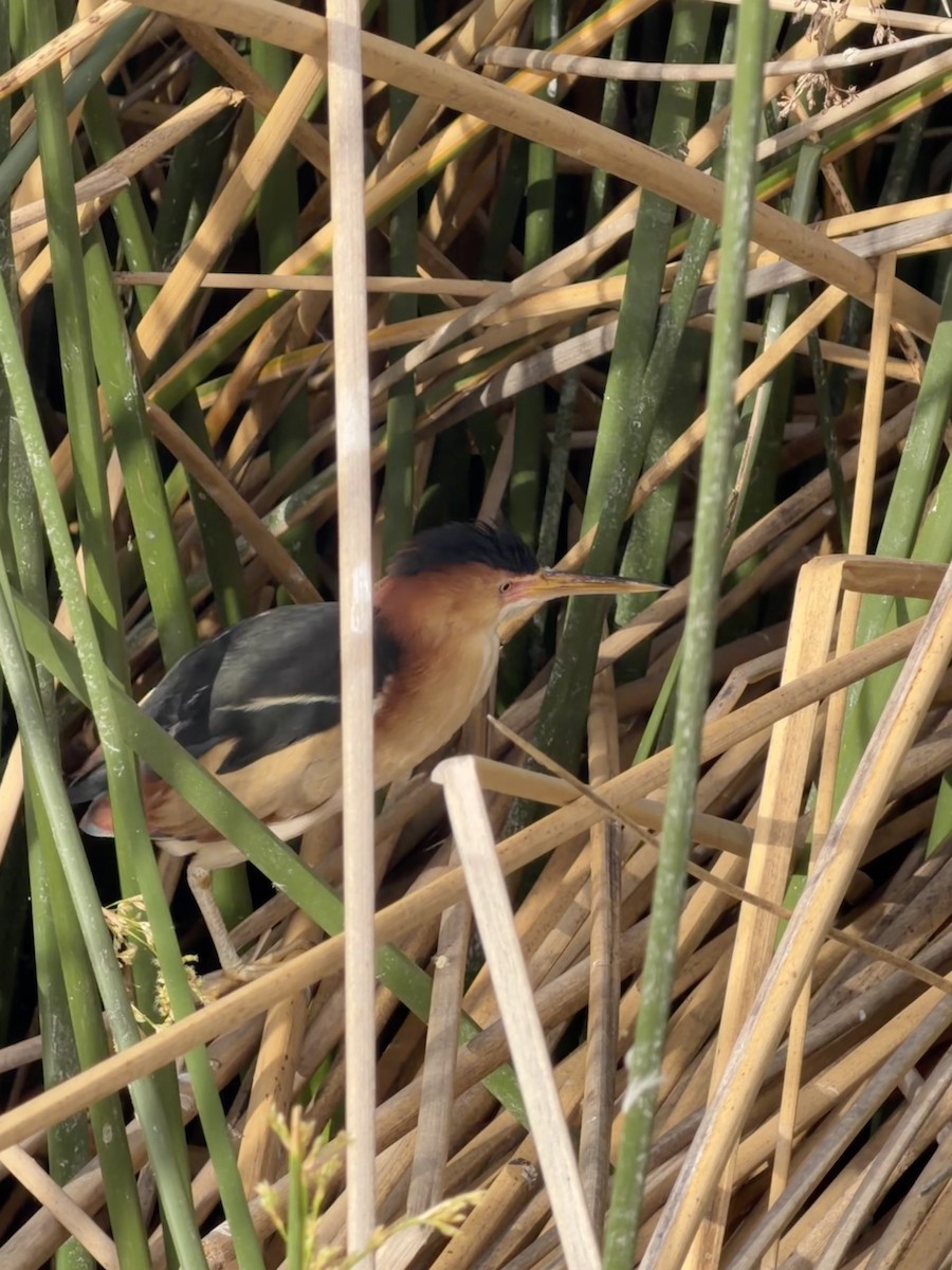 Petit Blongios - ML652182644