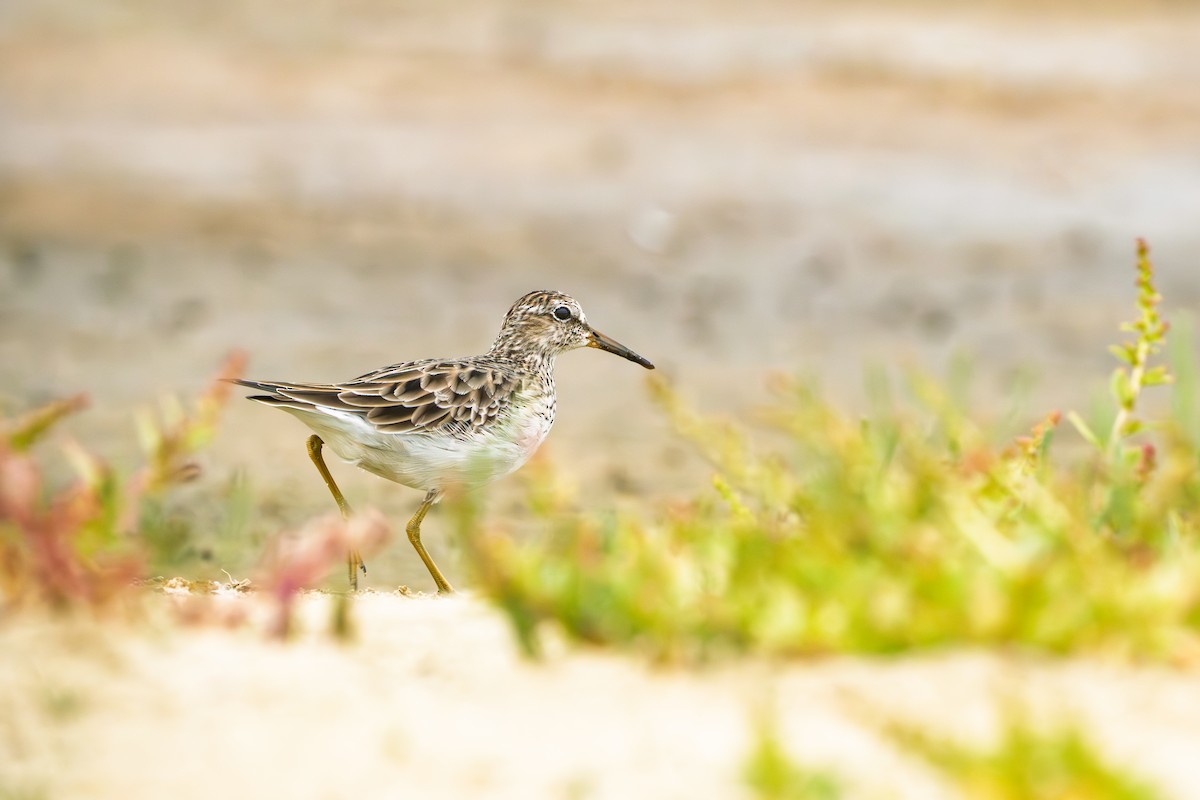 Correlimos Pectoral - ML652182749