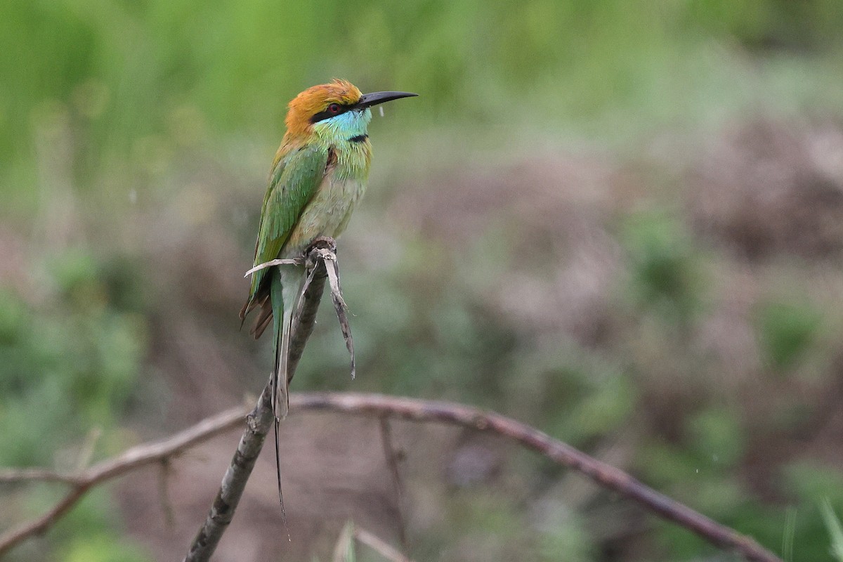 Asian Green Bee-eater - ML652182982