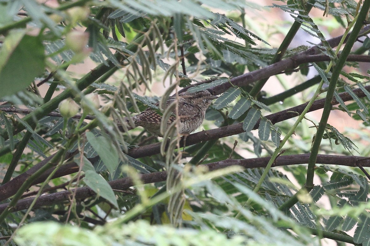 Eurasian Wryneck - ML652182996