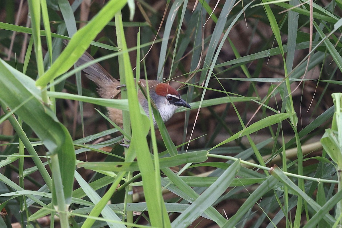 Chestnut-capped Babbler - ML652183001