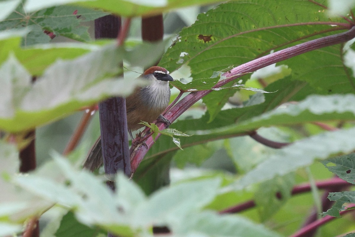 Chestnut-capped Babbler - ML652183002