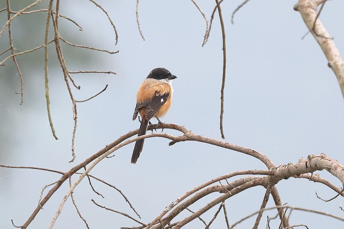 Long-tailed Shrike (tricolor/longicaudatus) - ML652183003