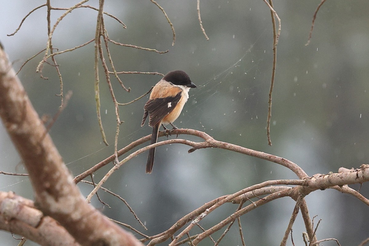 Long-tailed Shrike (tricolor/longicaudatus) - ML652183004