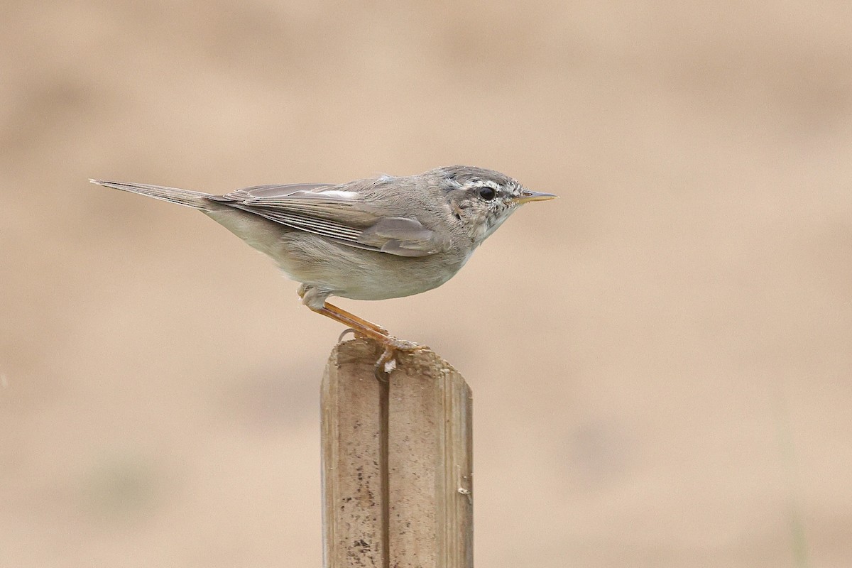 Dusky Warbler - ML652183007