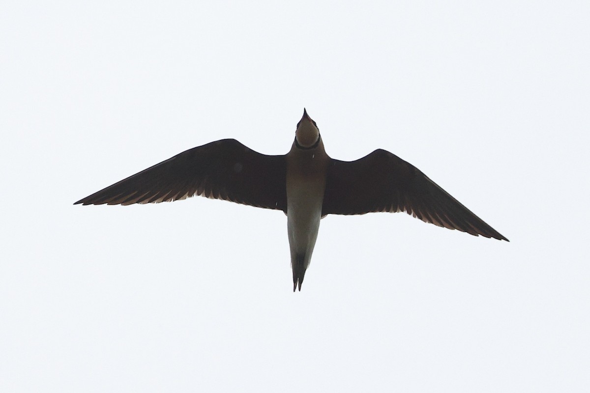 Oriental Pratincole - ML652183013