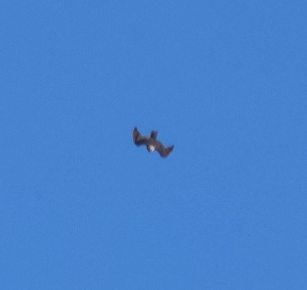 Milan du Mississippi - ML652183018