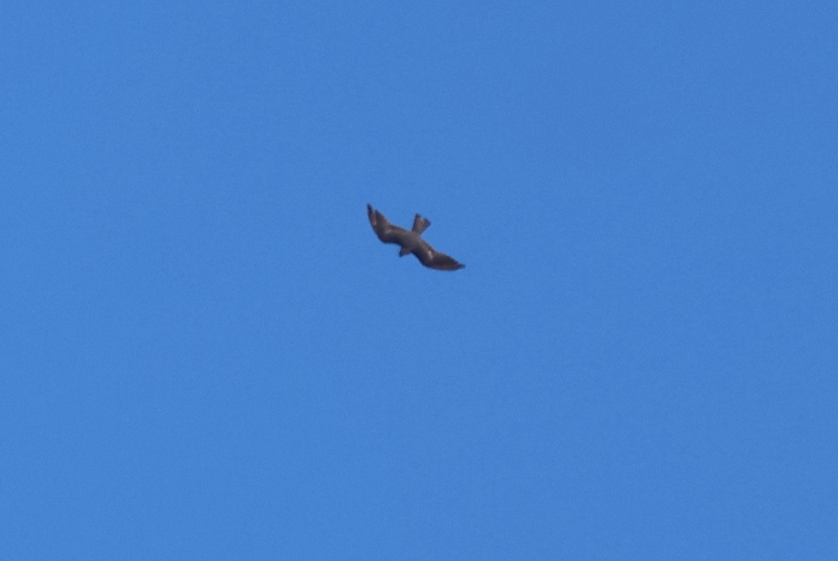 Mississippi Kite - ML652183023