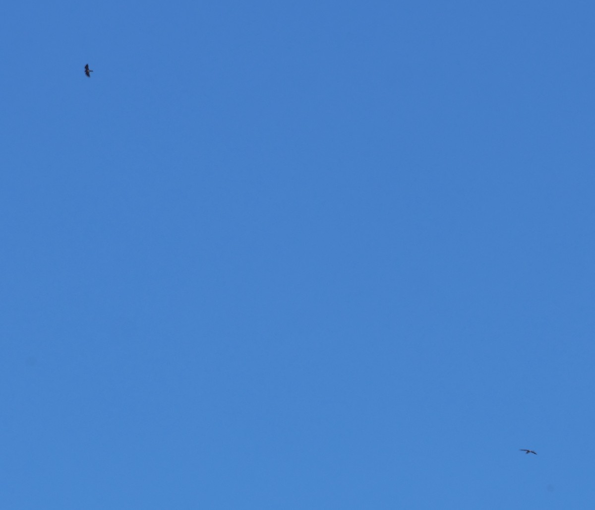 Milan du Mississippi - ML652183027