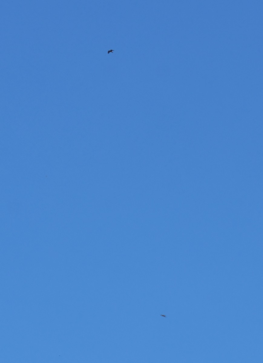 Milan du Mississippi - ML652183028