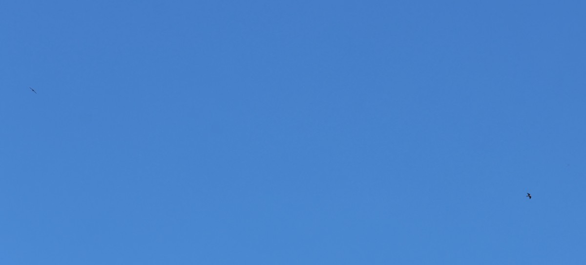 Milan du Mississippi - ML652183029